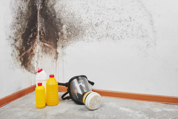 Best Commercial Mold Remediation in Edison, GA