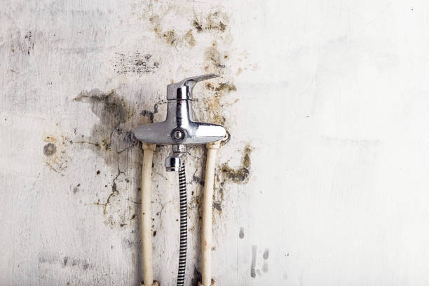 Best Basement Mold Remediation in Edison, GA