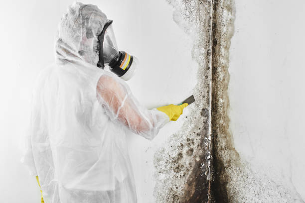 Best Insurance-Related Mold Remediation in Edison, GA