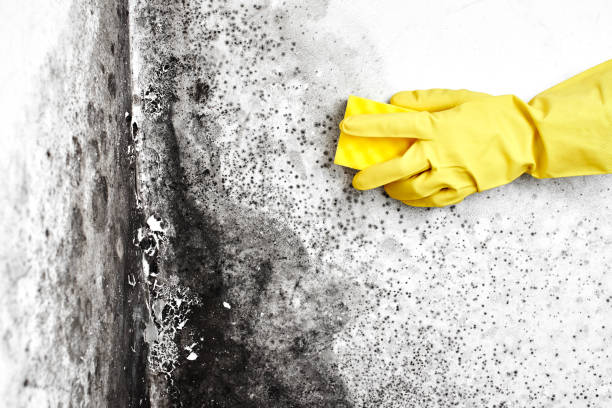 Best Industrial Mold Remediation in Edison, GA