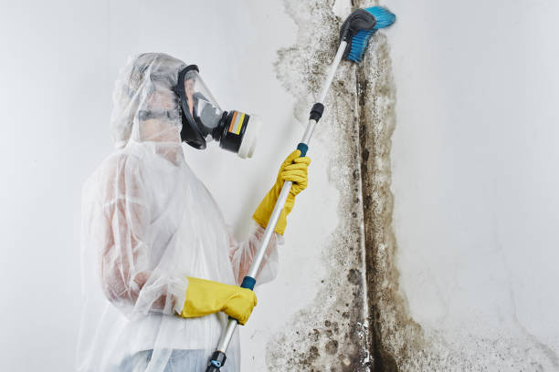 Best White Mold Remediation in Edison, GA