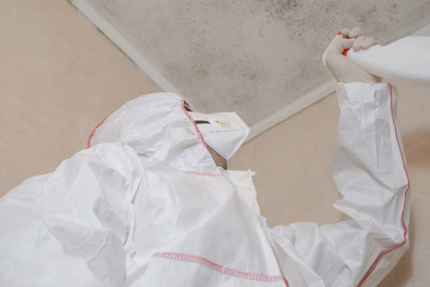 Best Localized Mold Remediation (e.g., coastal areas, humid climates) in Edison, GA